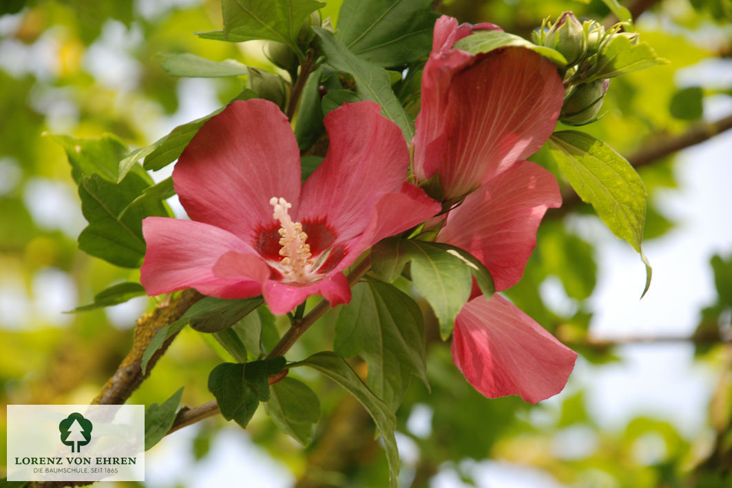 Hibiscus syriacus 'Woodbridge'