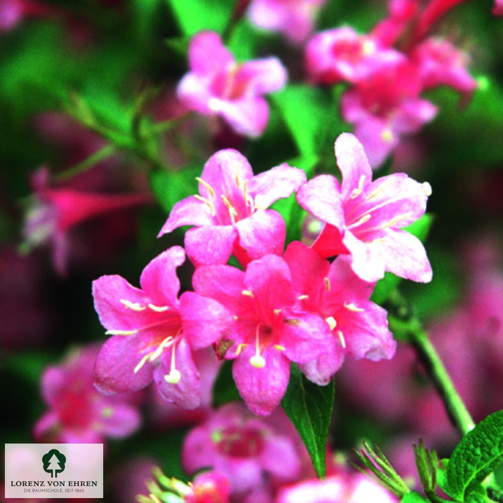 Weigela 'Styriaca'