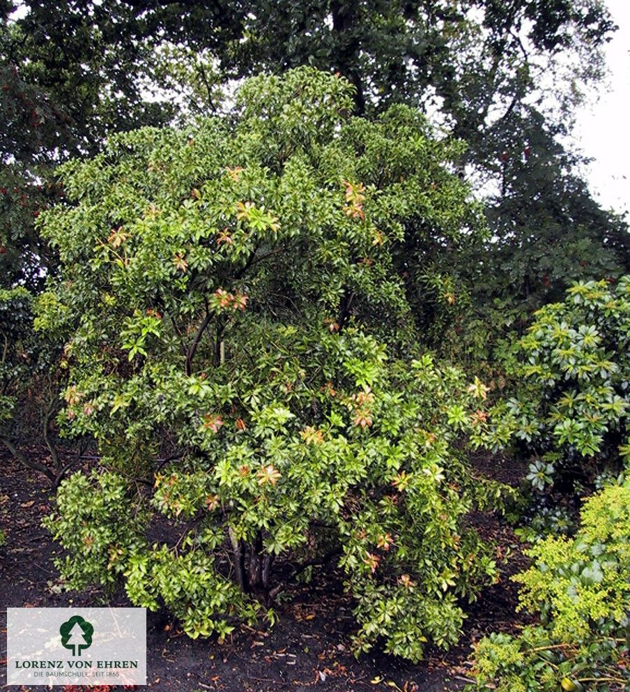 Pieris japonica