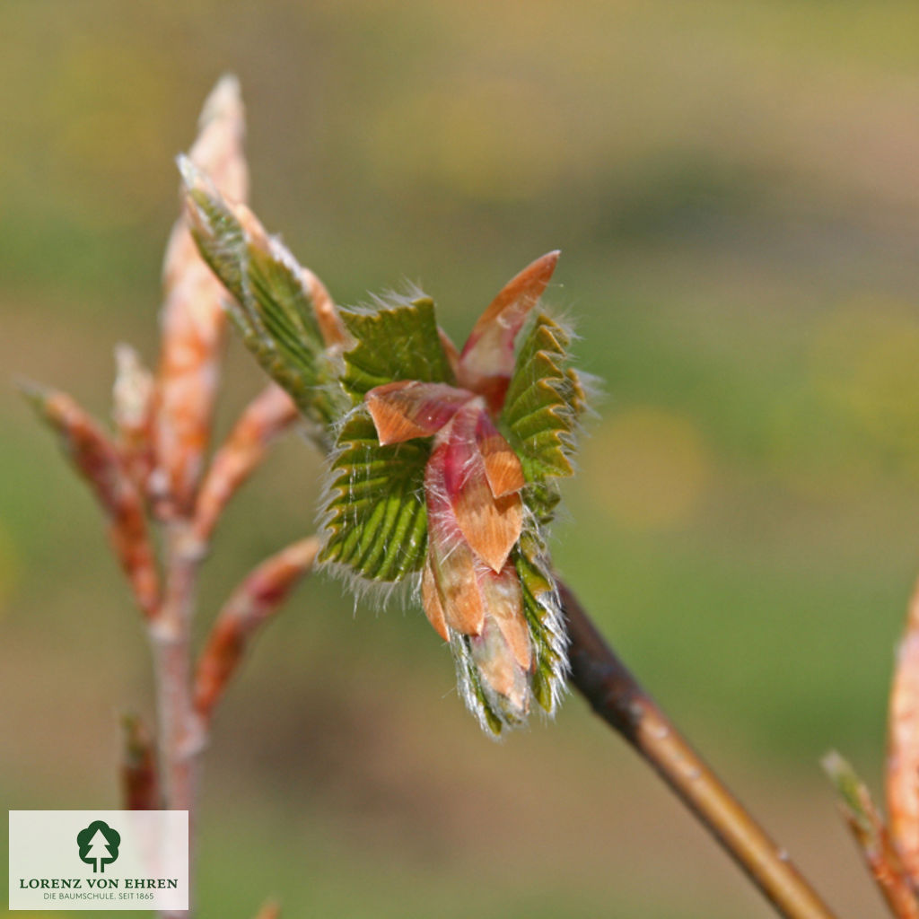 Fagus sylvatica