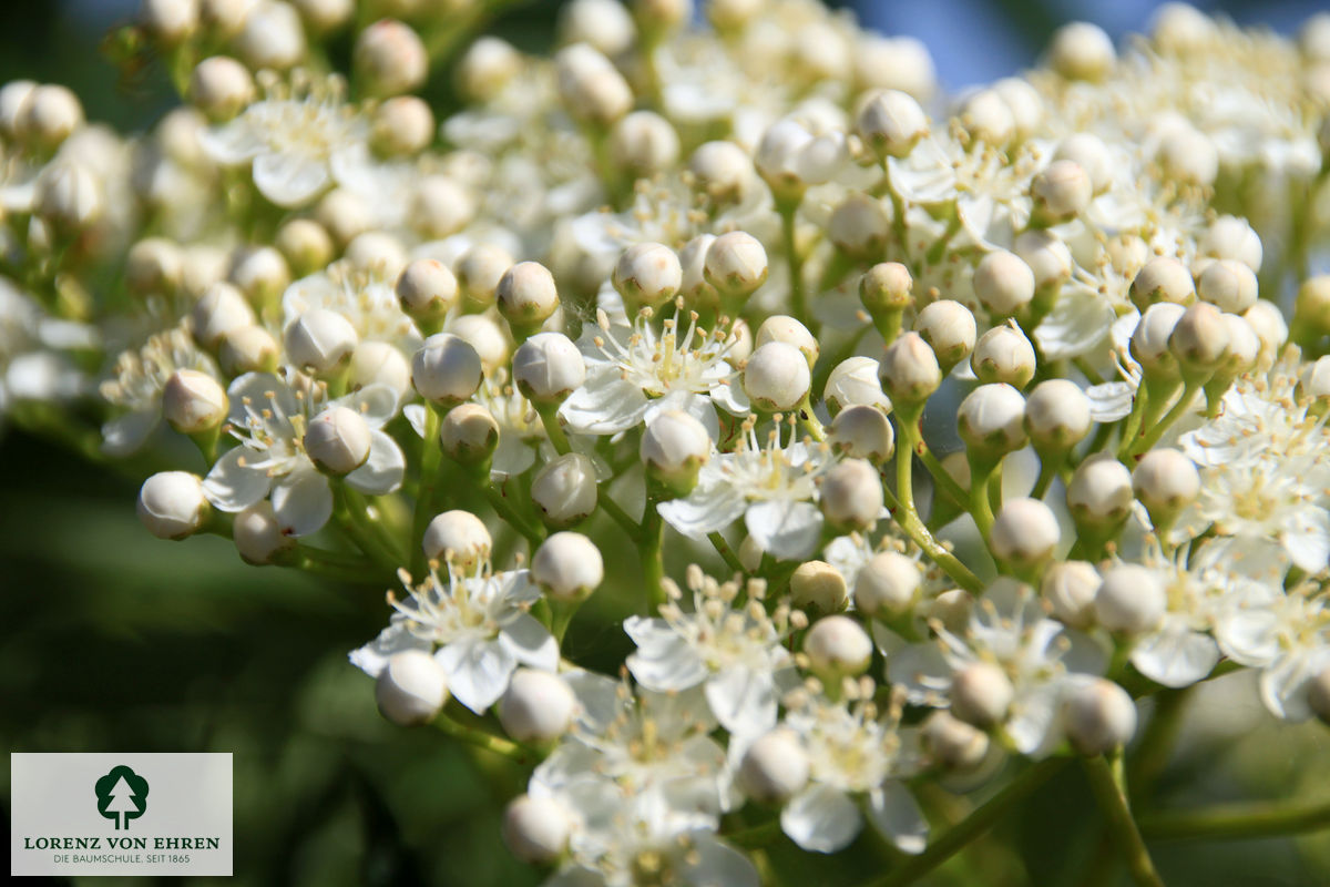 Sorbus 'Dodong'