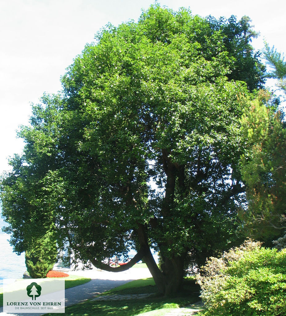 Cinnamomum camphora