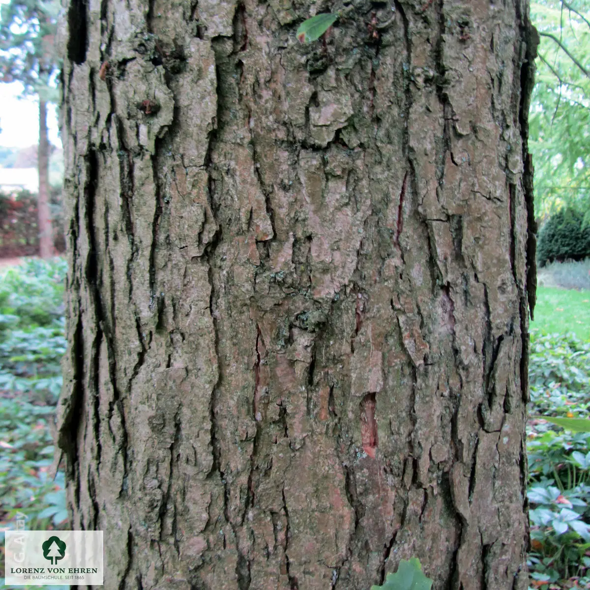 Quercus bicolor