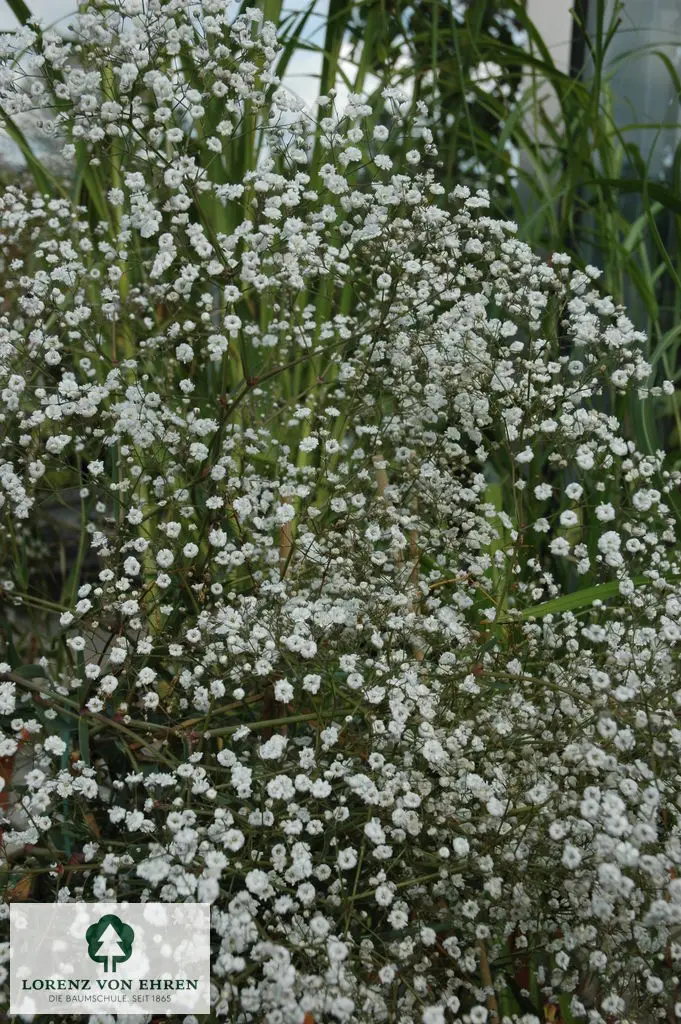 Gypsophila paniculata 'Schneeflocke'
