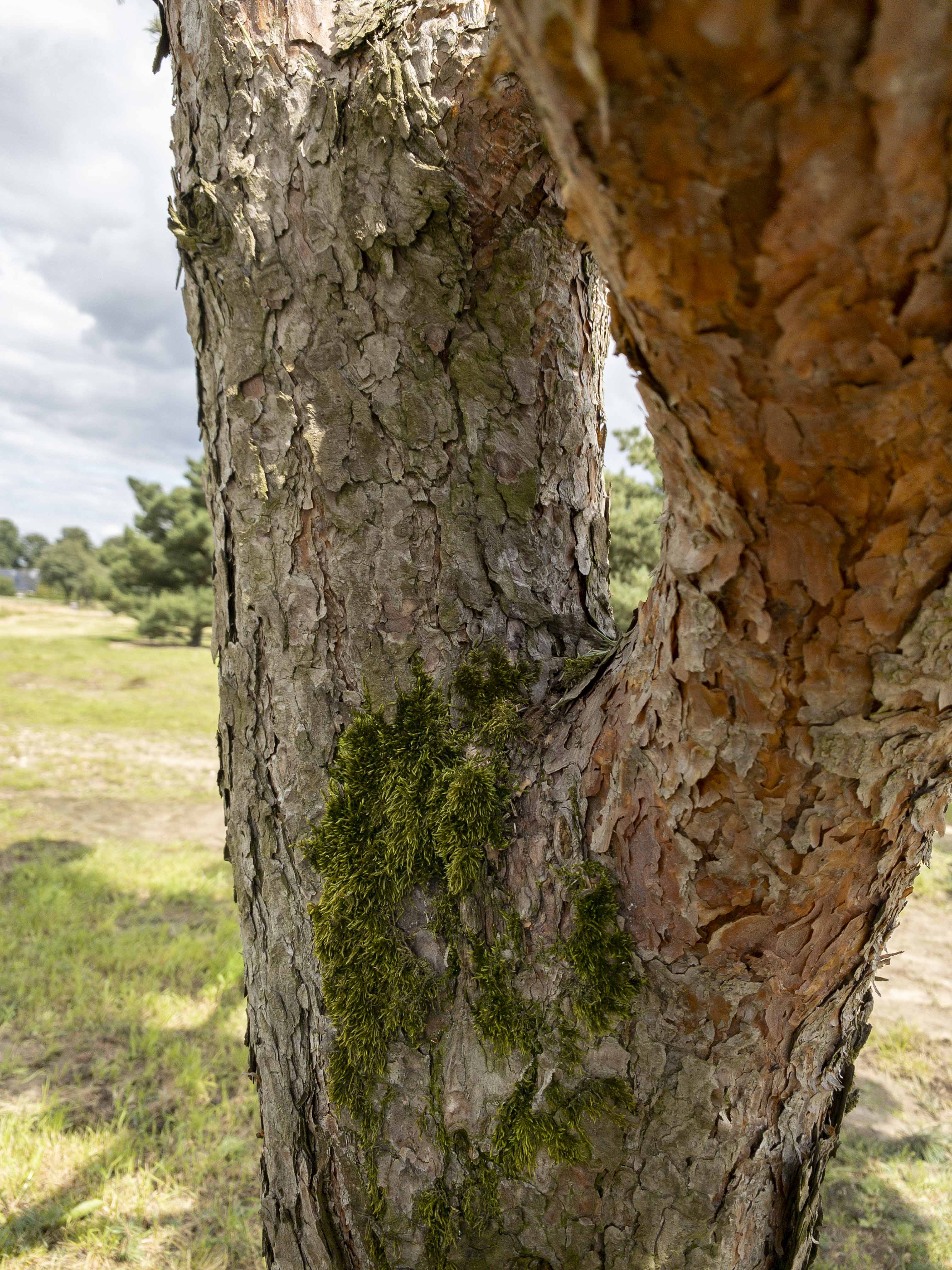 Pinus sylvestris 'Norske Typ' Bonsai