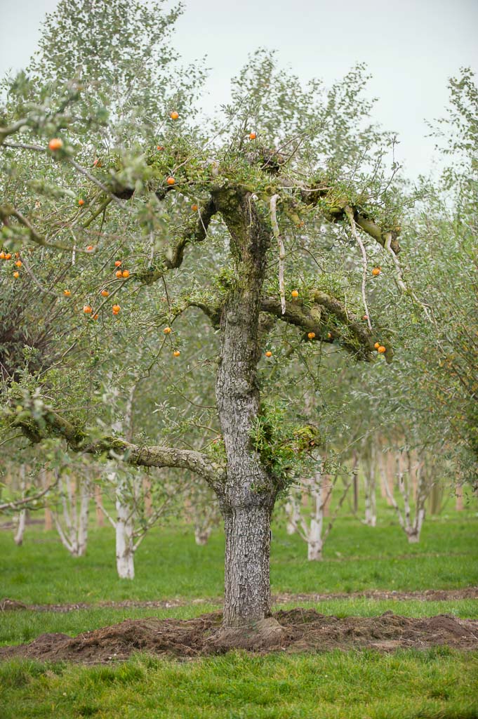 Apfel 'Holsteiner Cox' Unikat