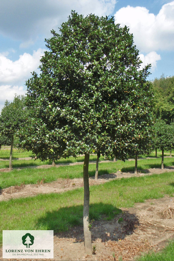 Ilex meserveae 'Blue Prince'