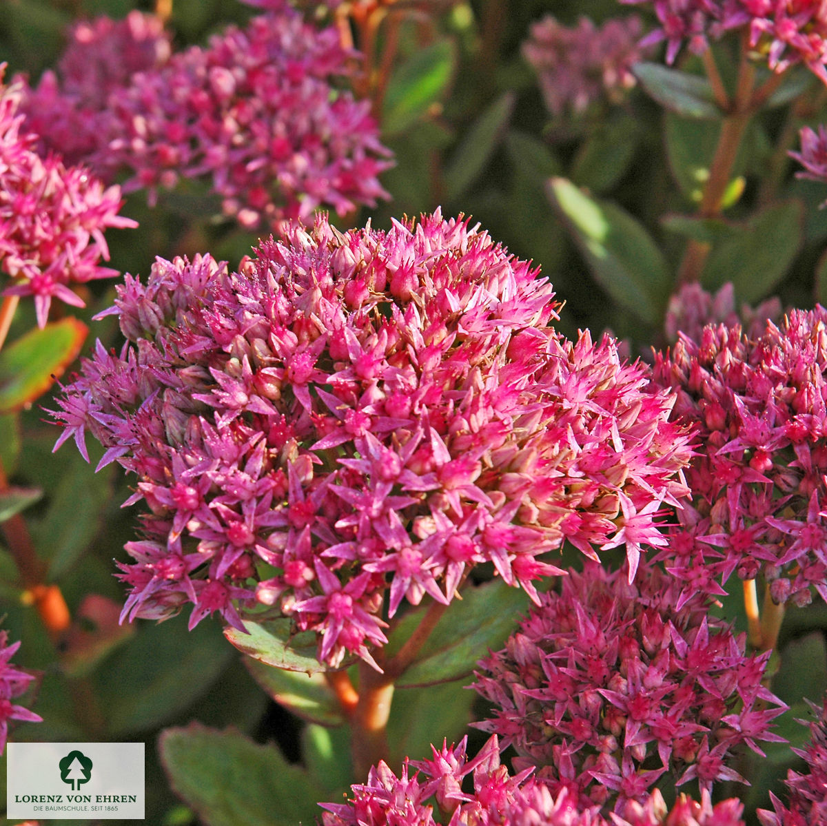 Sedum 'Carl'