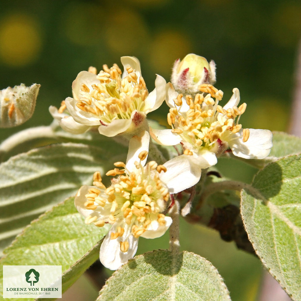 Malus tschonoskii