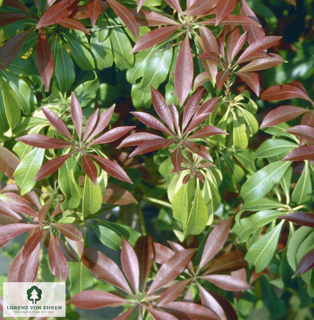 Pieris japonica 'Red Mill'