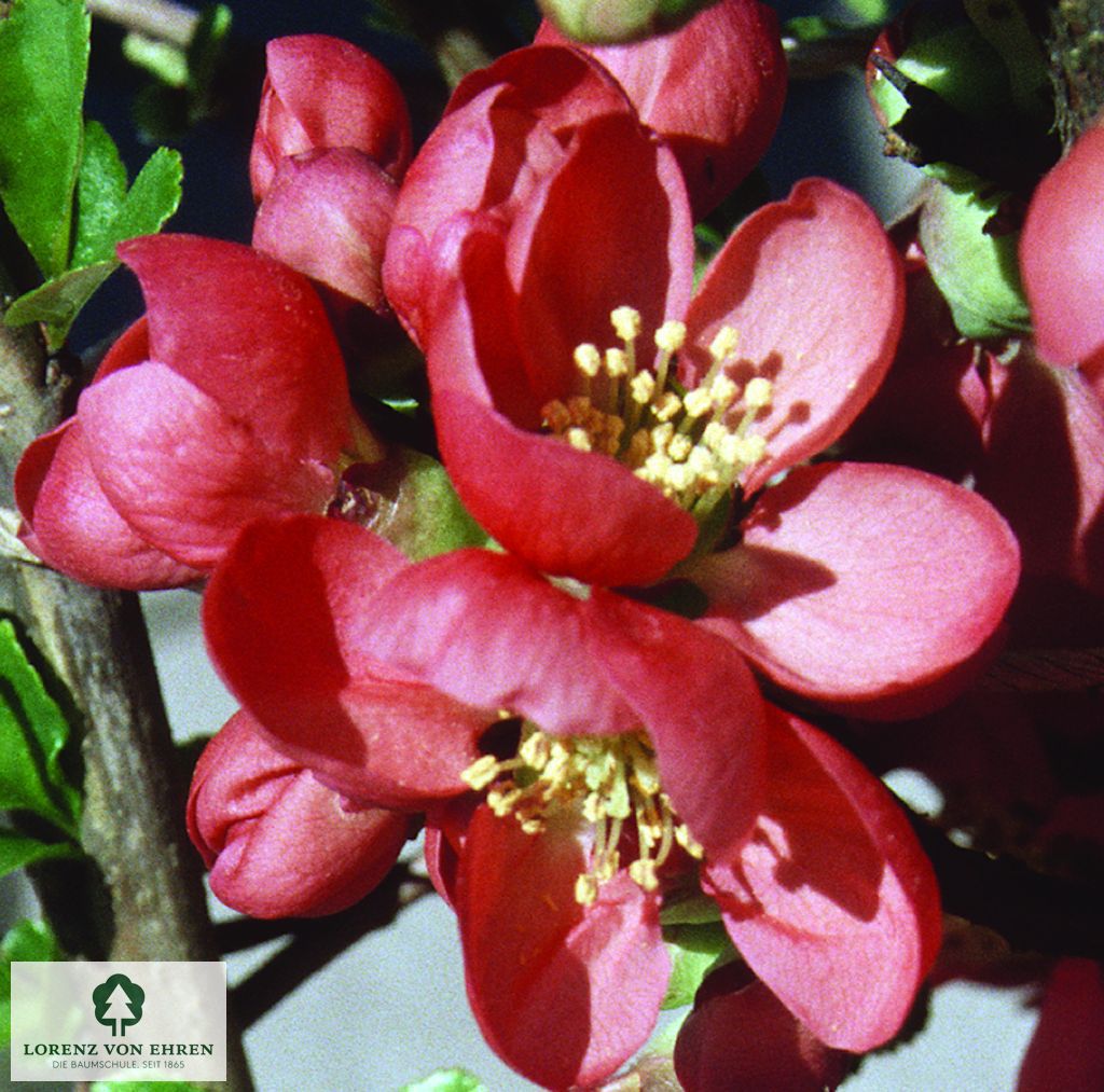 Chaenomeles 'Andenken an Carl Ramcke'