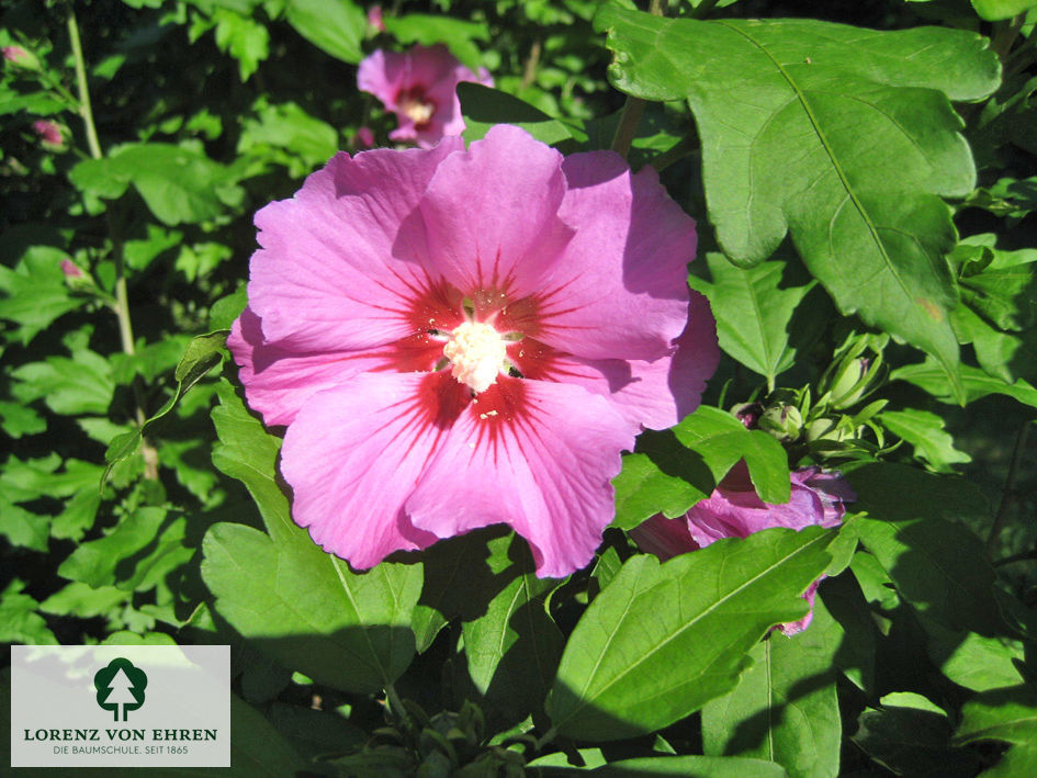 Hibiscus syriacus 'Hamabo'