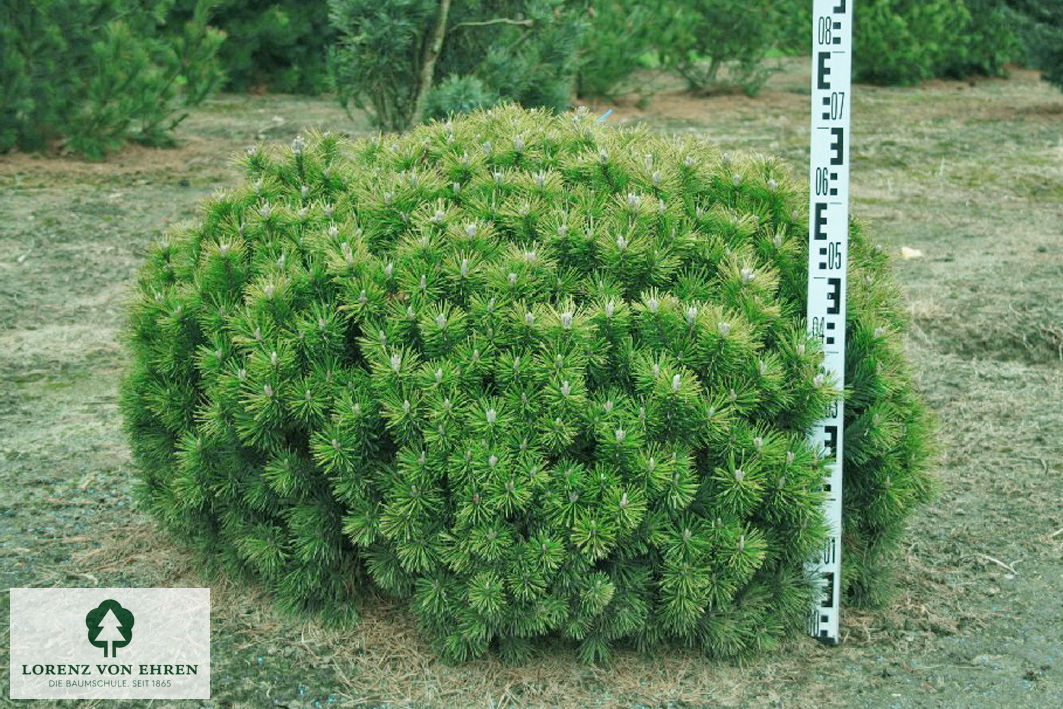 Pinus mugo 'Mops'