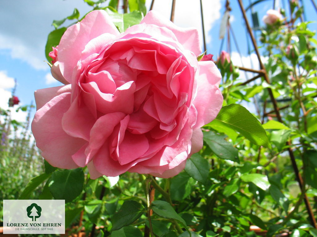 Rosa 'Rosenfee'