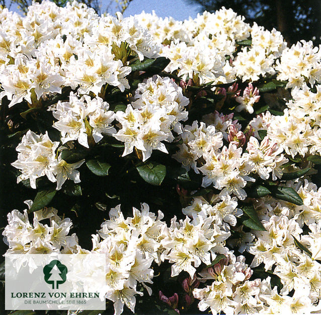 Rhododendron Hybride 'Cunninghams White'