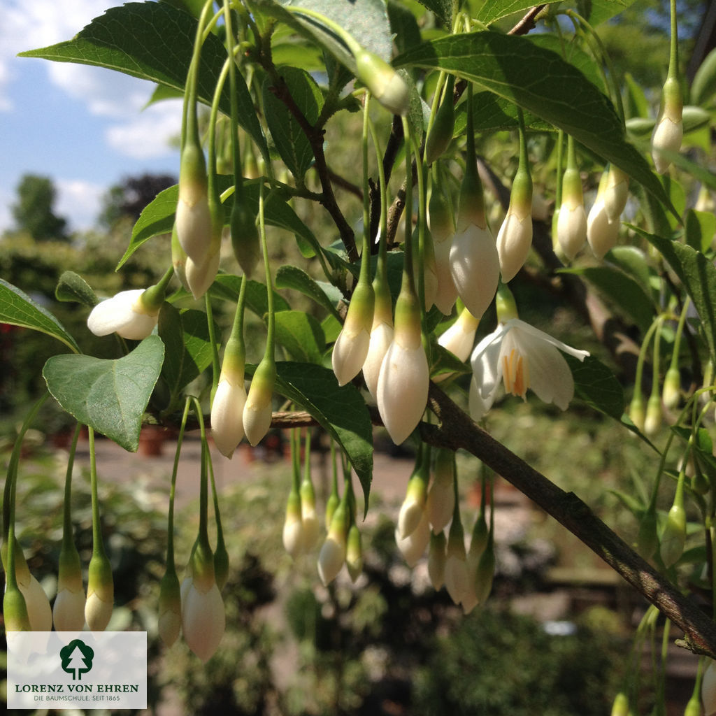 Styrax japonicus
