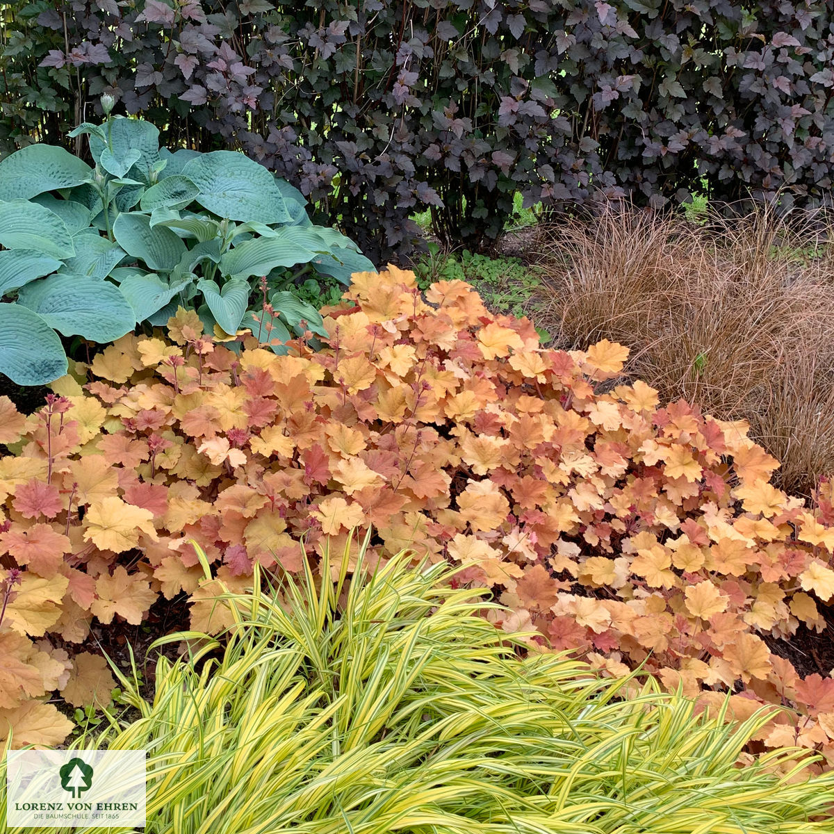 Heuchera caramel discount