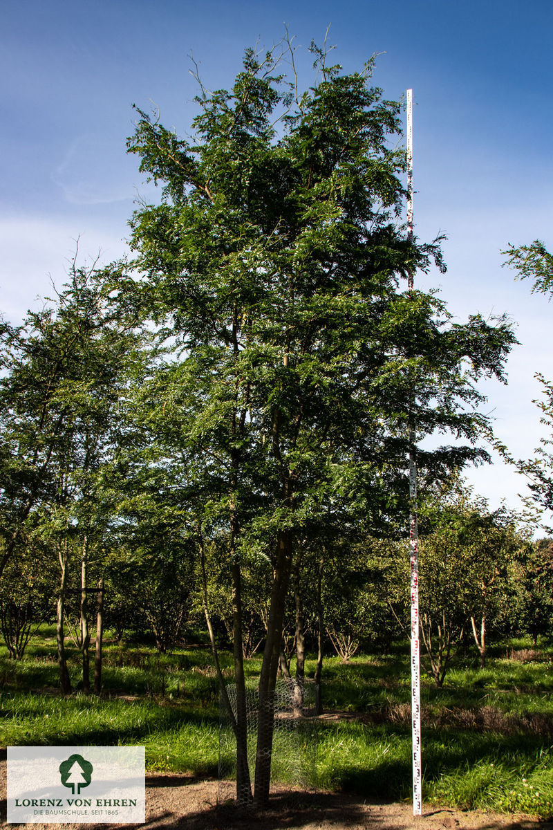 Gleditsia triacanthos inermis