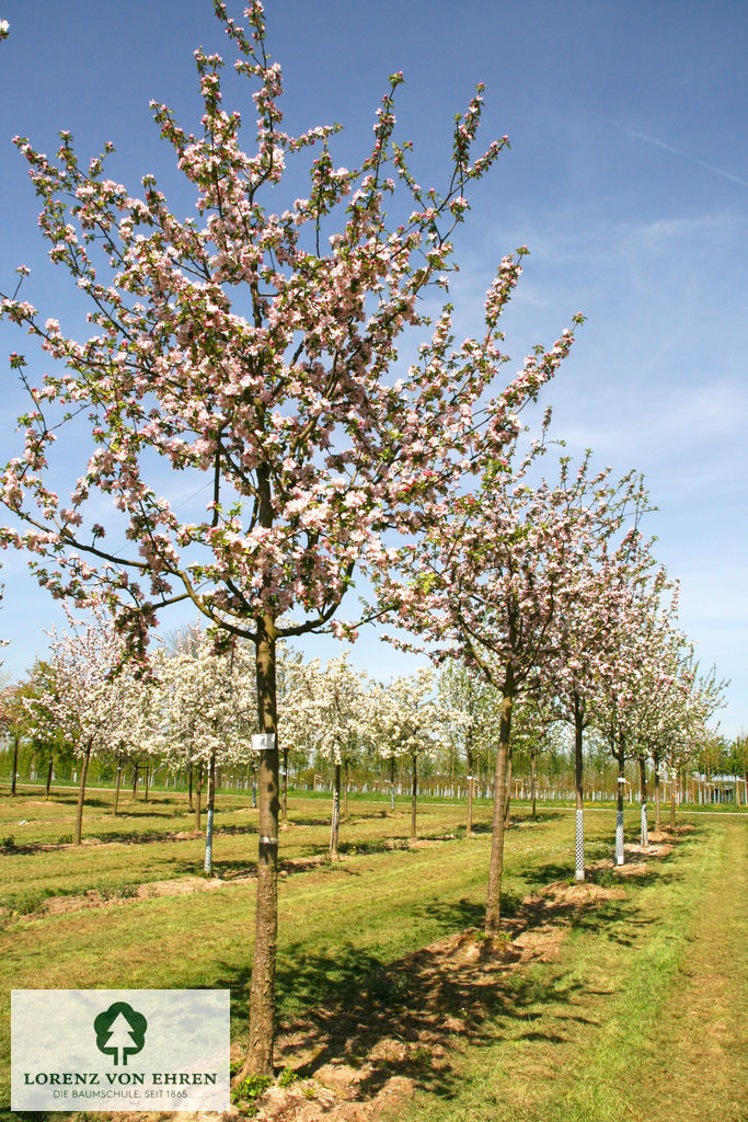 Malus domestica 'Gravensteiner'