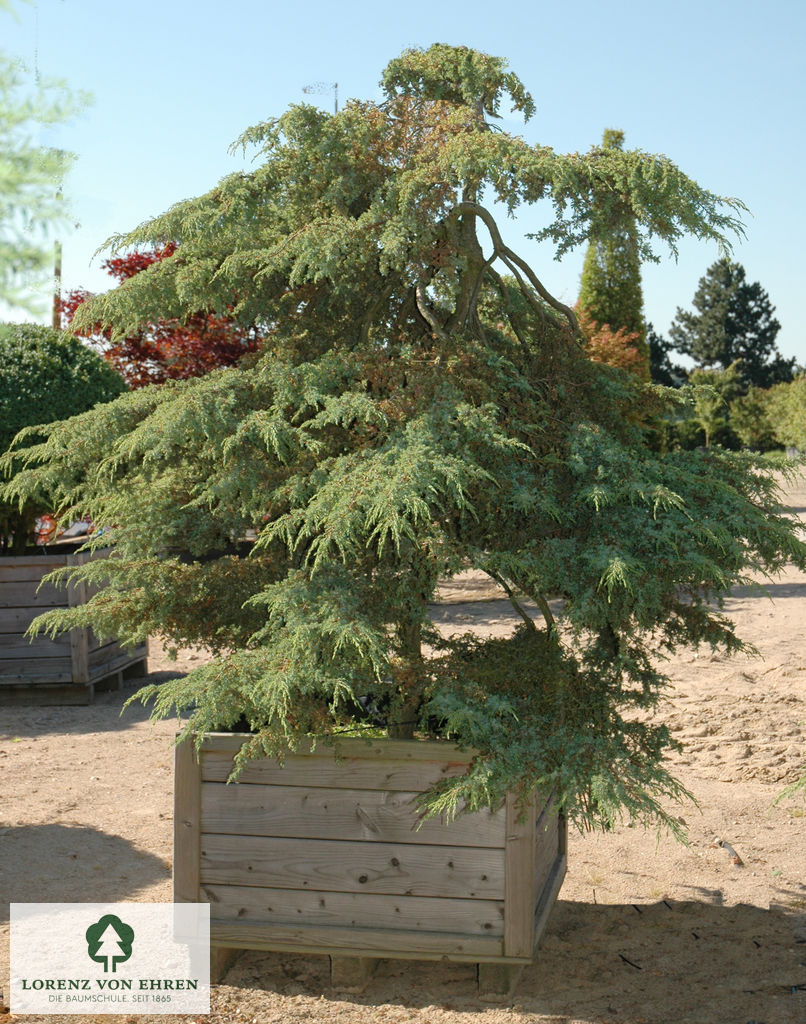 Juniperus communis 'Hornibrookii'