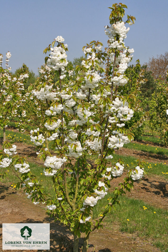 Prunus avium 'Plena'