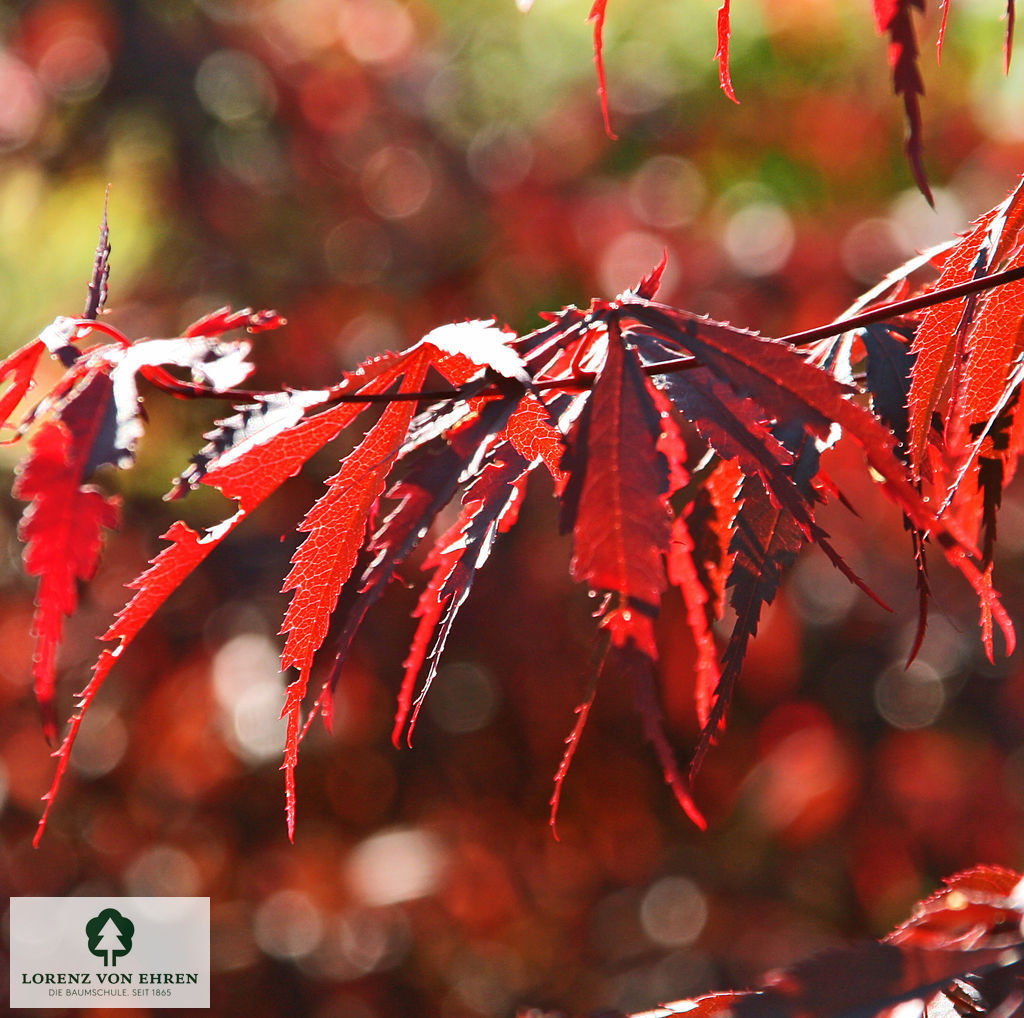 Acer palmatum 'Atropurpureum'