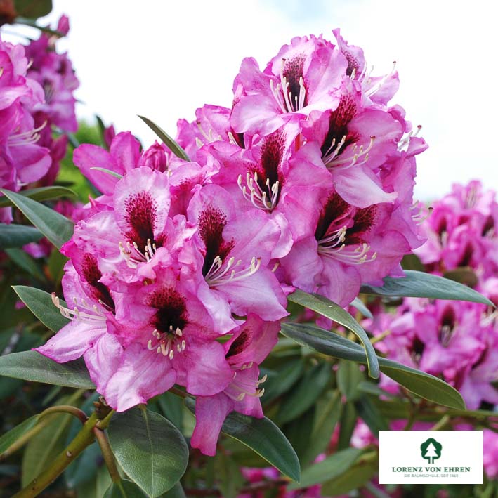Rhododendron Hybride 'Kokardia'