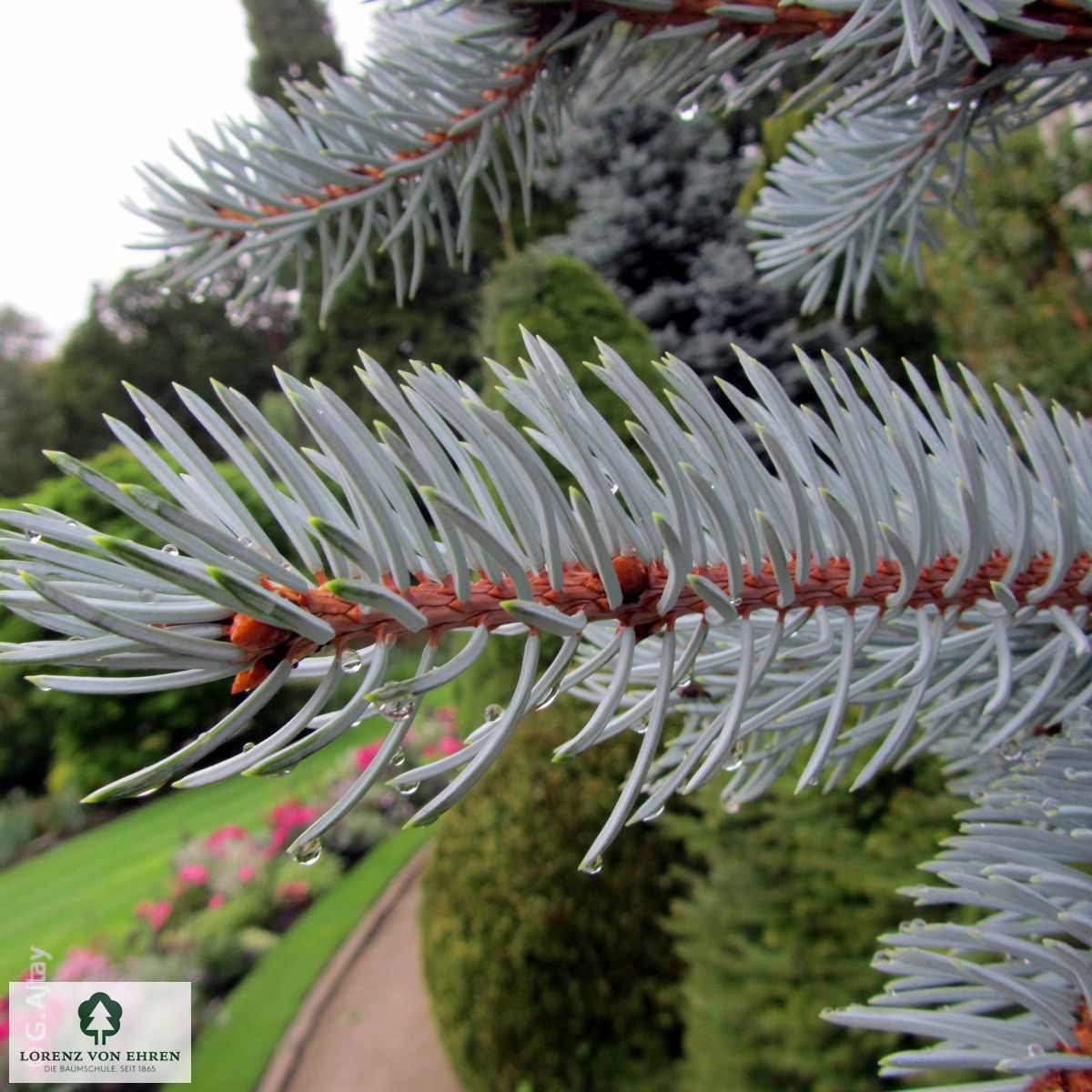 Picea pungens 'Hoopsii'