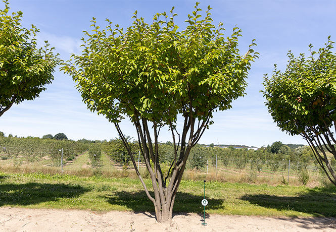 Sommergrüner Zierapfelschirm