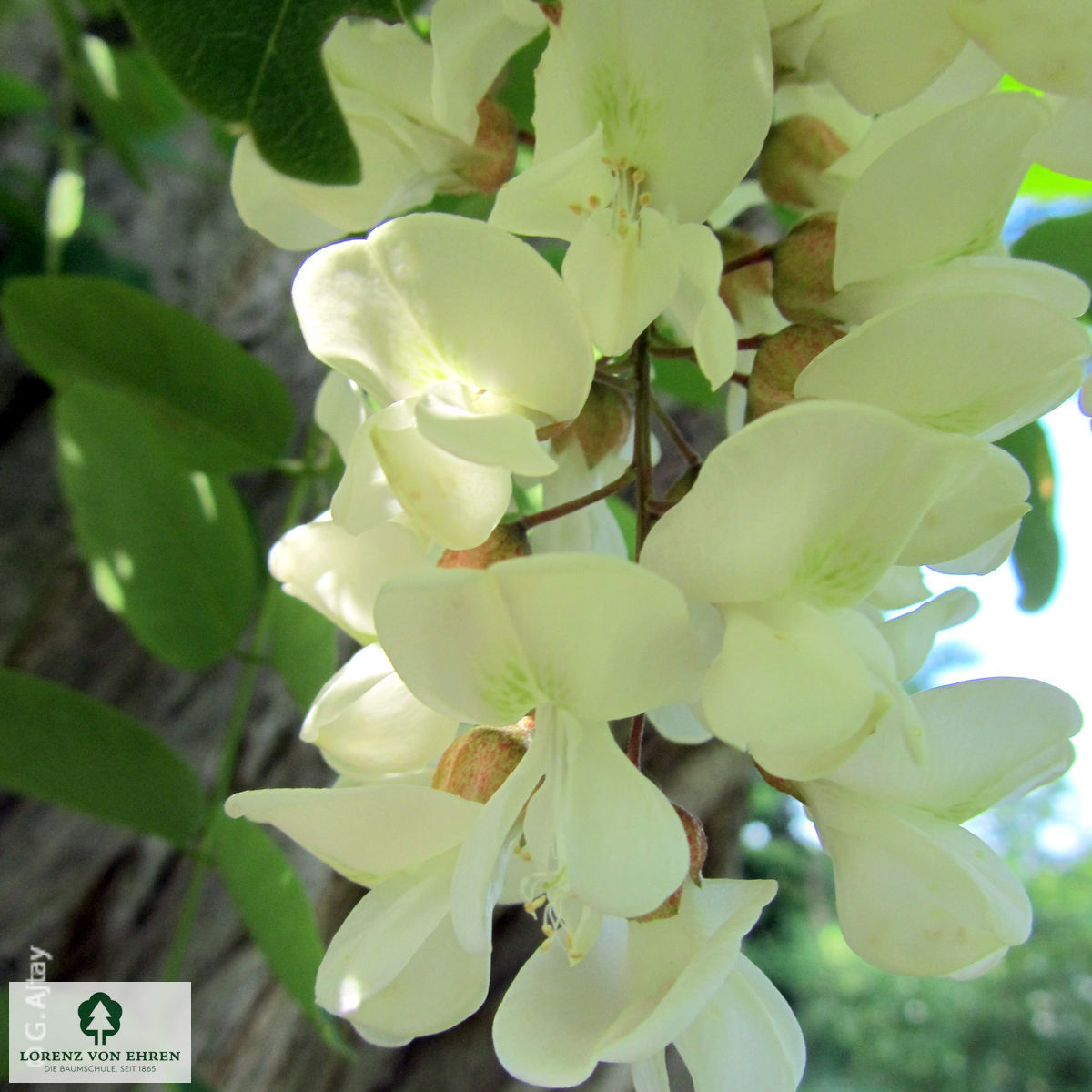 Robinia pseudoacacia 'Bessoniana'