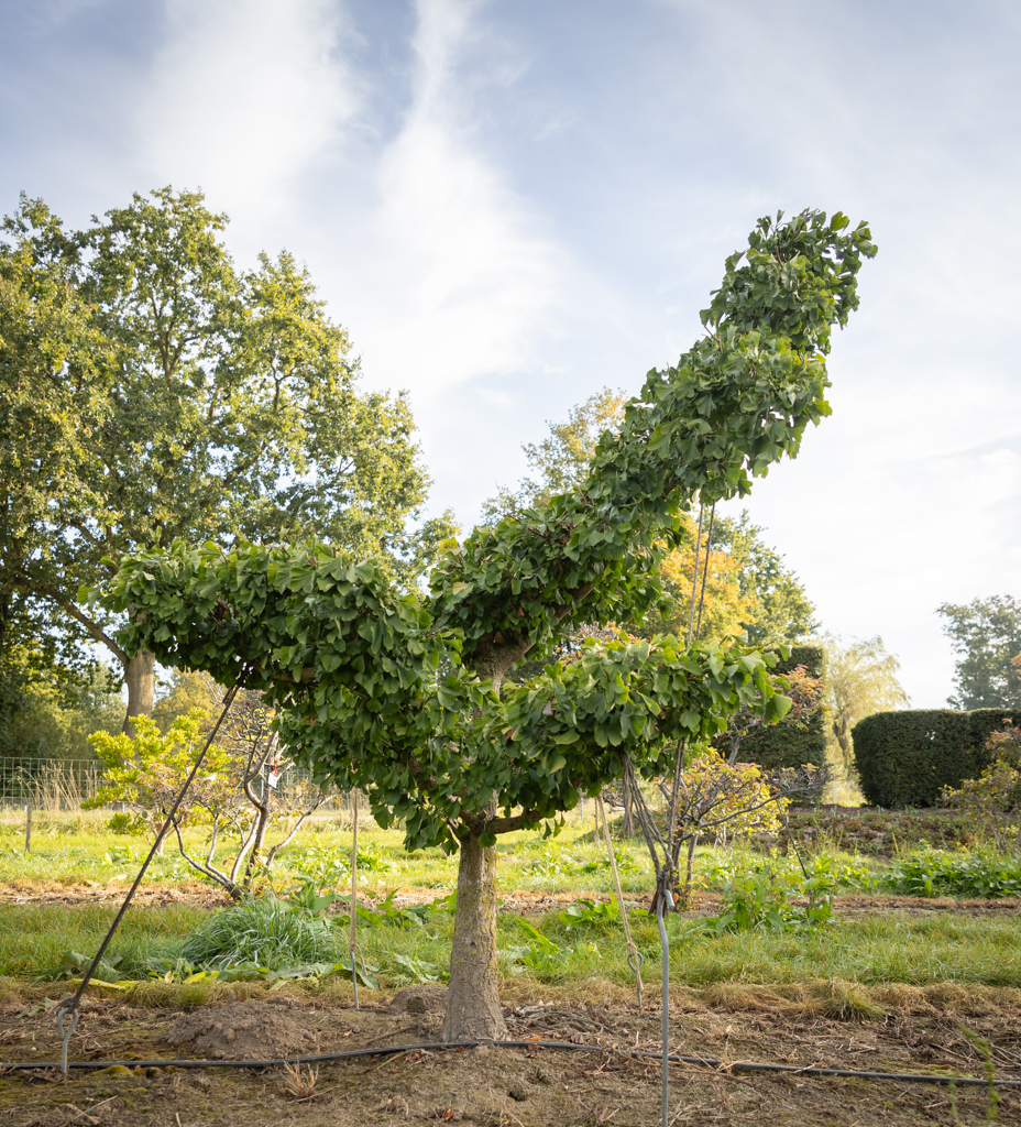 Ginkgo biloba Bonsai
