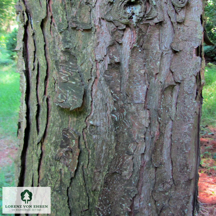 Pinus parviflora 'Glauca'