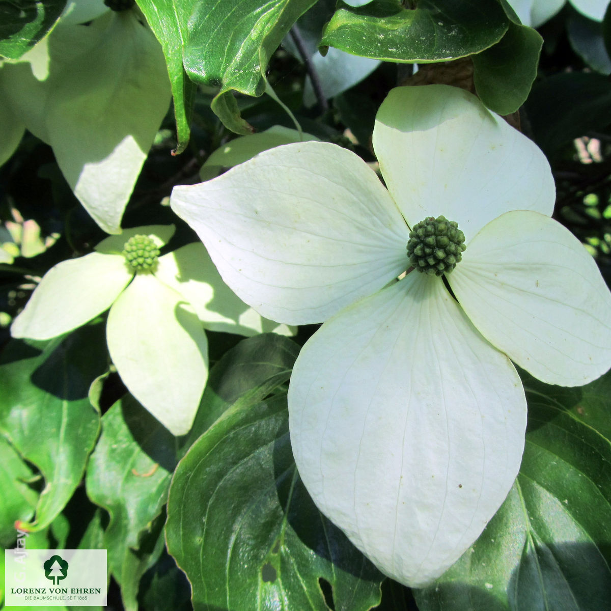 Cornus nuttallii