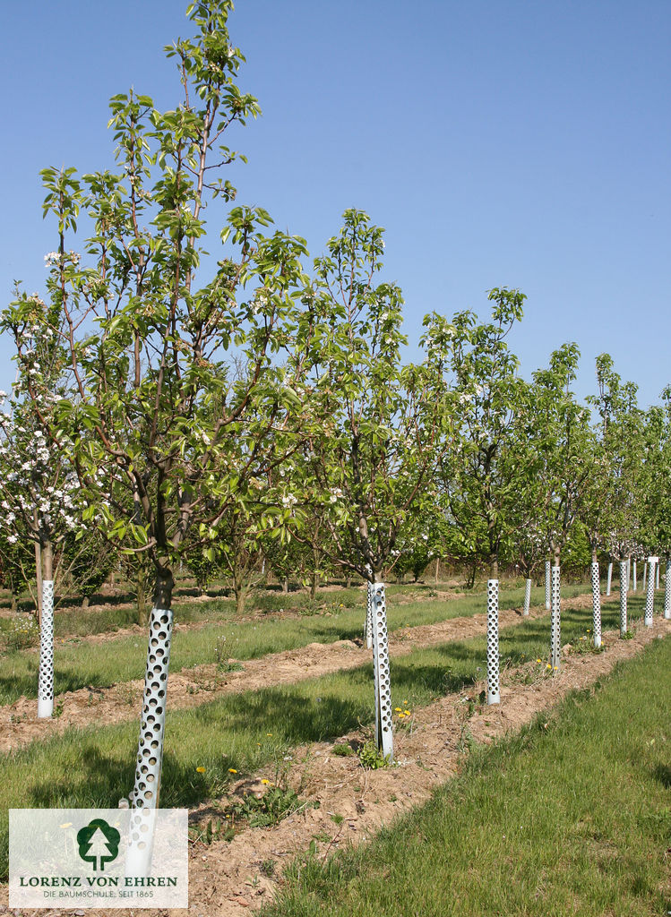 Pyrus communis 'Williams Christ'