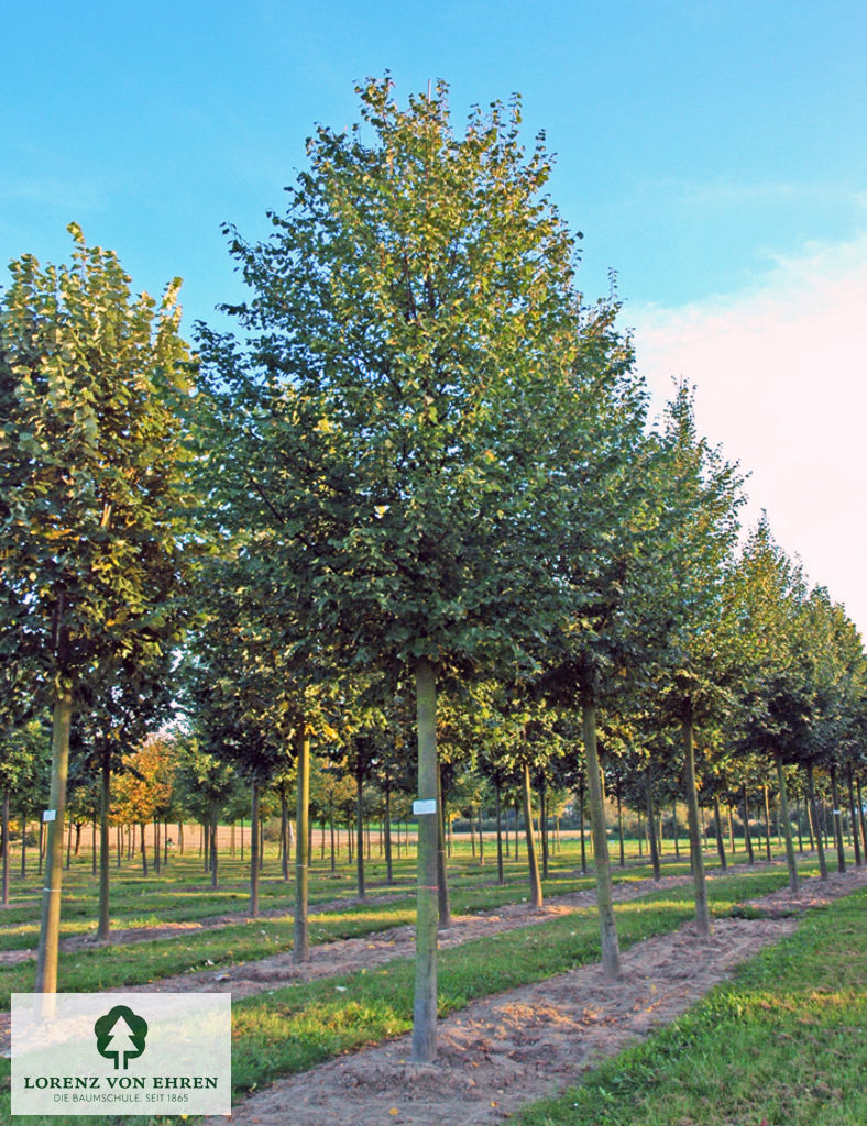 Tilia cordata 'Erecta'