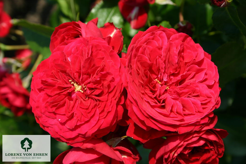 Rosa 'Rotkäppchen'