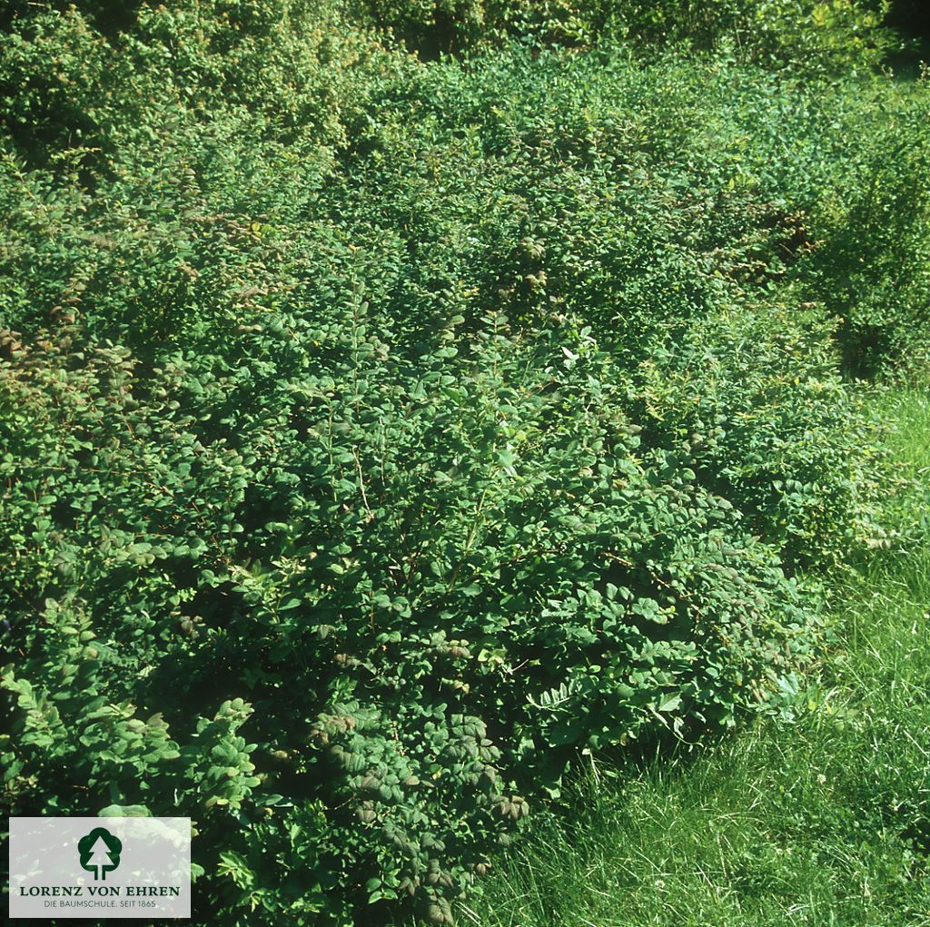 Symphoricarpos orbiculatus