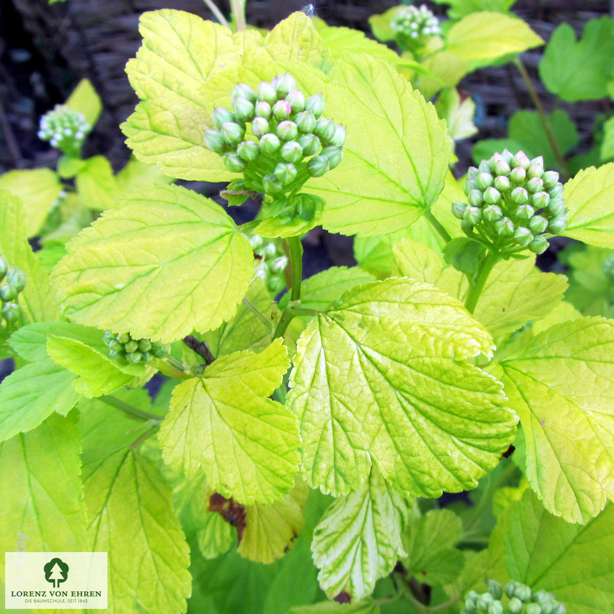 Physocarpus opulifolius 'Dart's Gold'