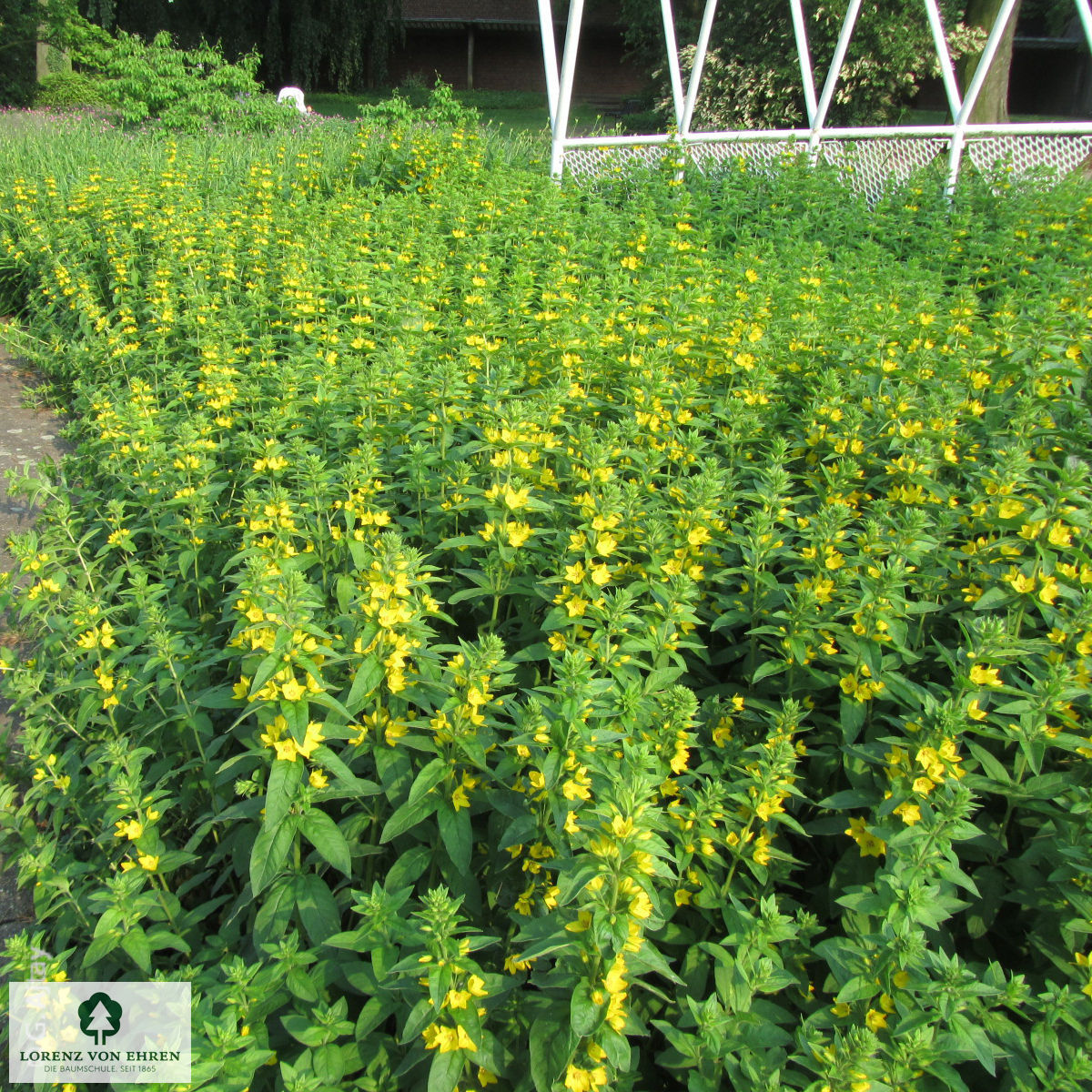 Lysimachia punctata