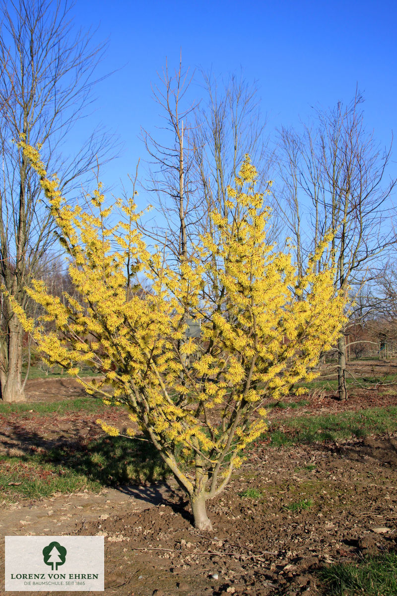 Hamamelis intermedia 'Arnold Promise'