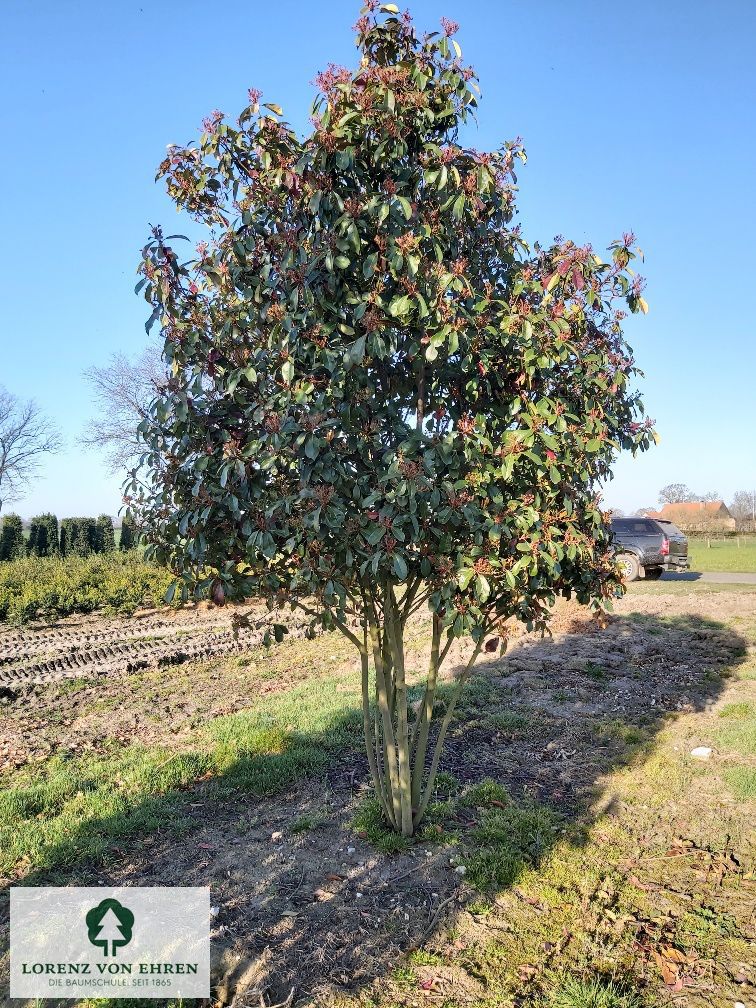 Photinia fraseri 'Red Robin'