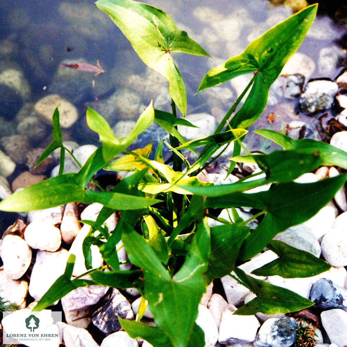 Sagittaria sagittifolia