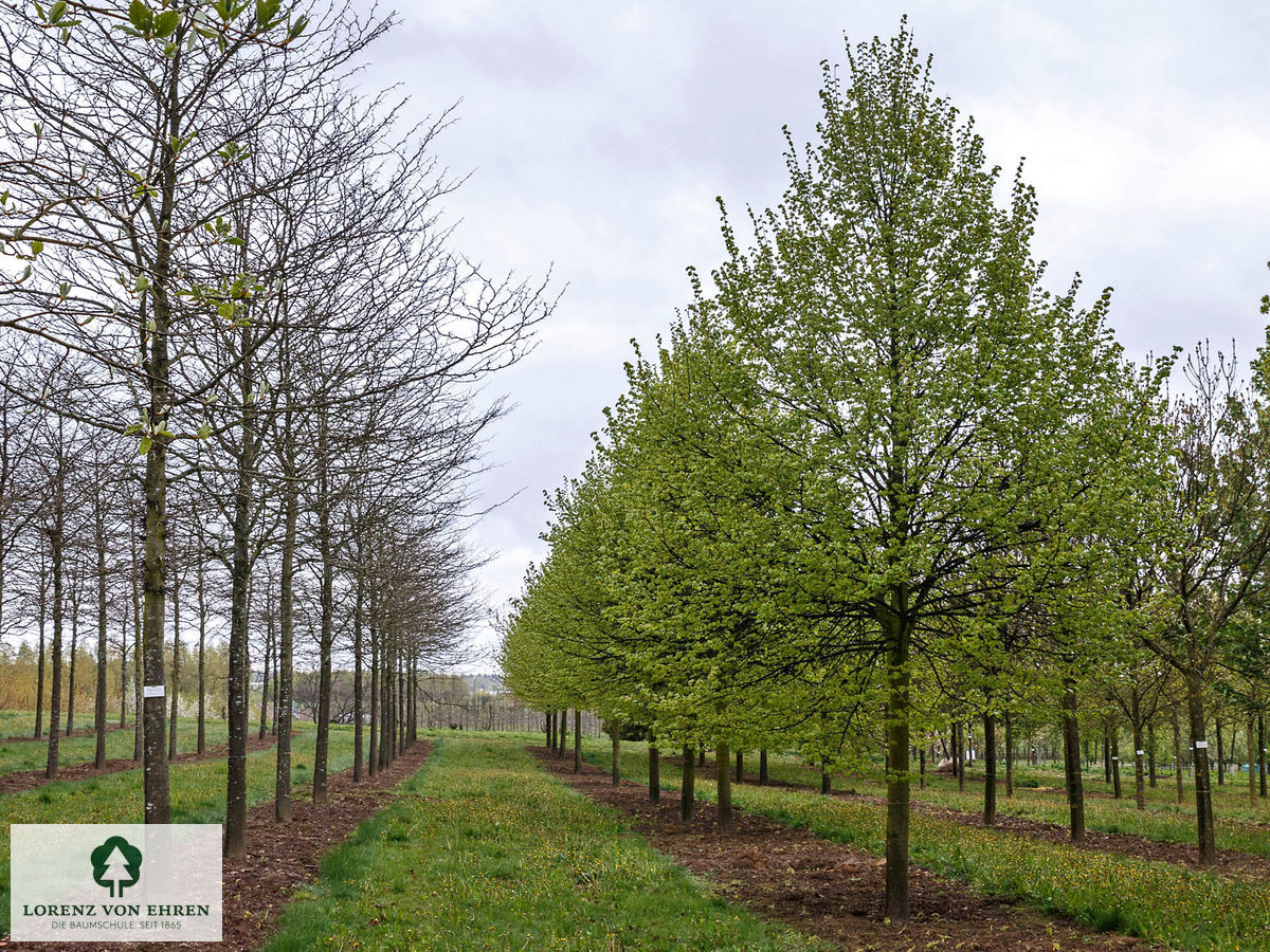 Tilia cordata 'Erecta'