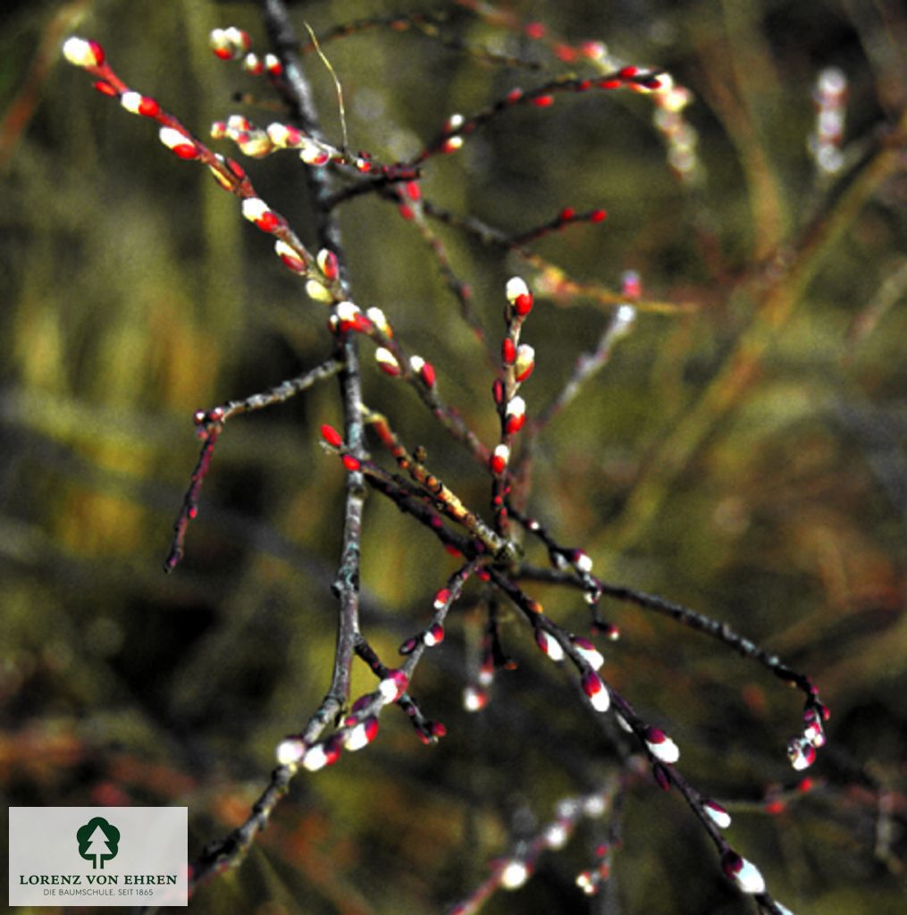 Salix repens argentea