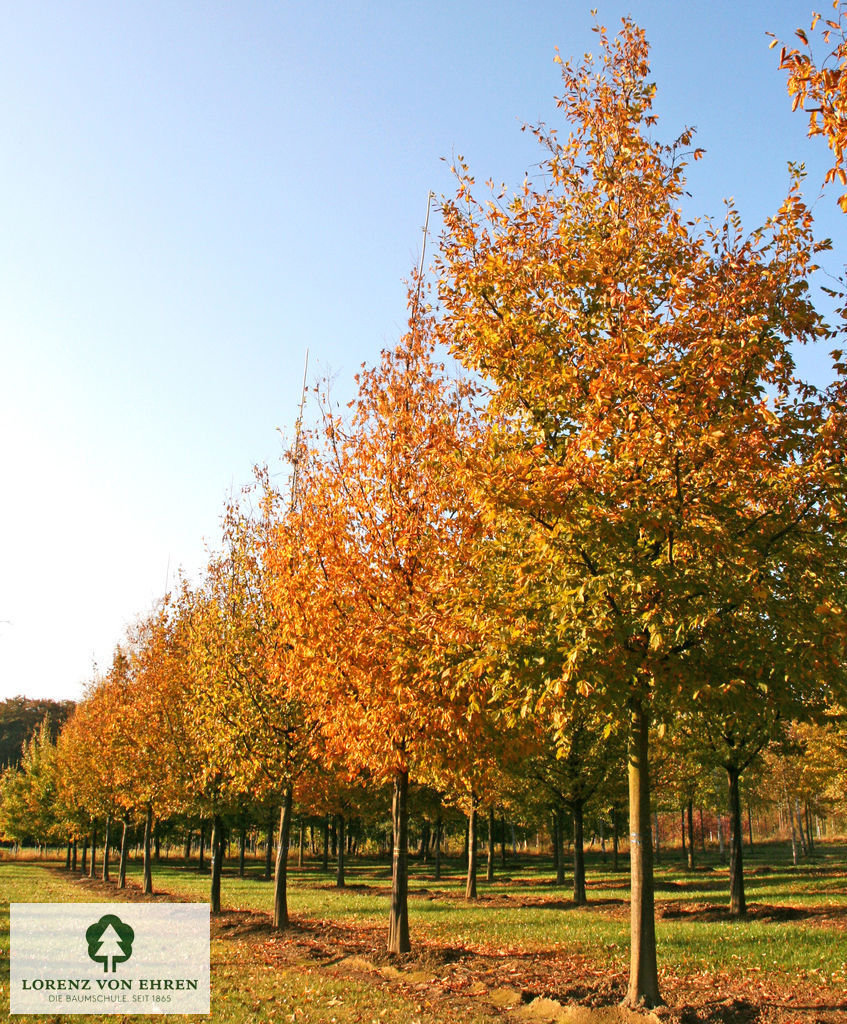 Carpinus betulus herbstgolden 