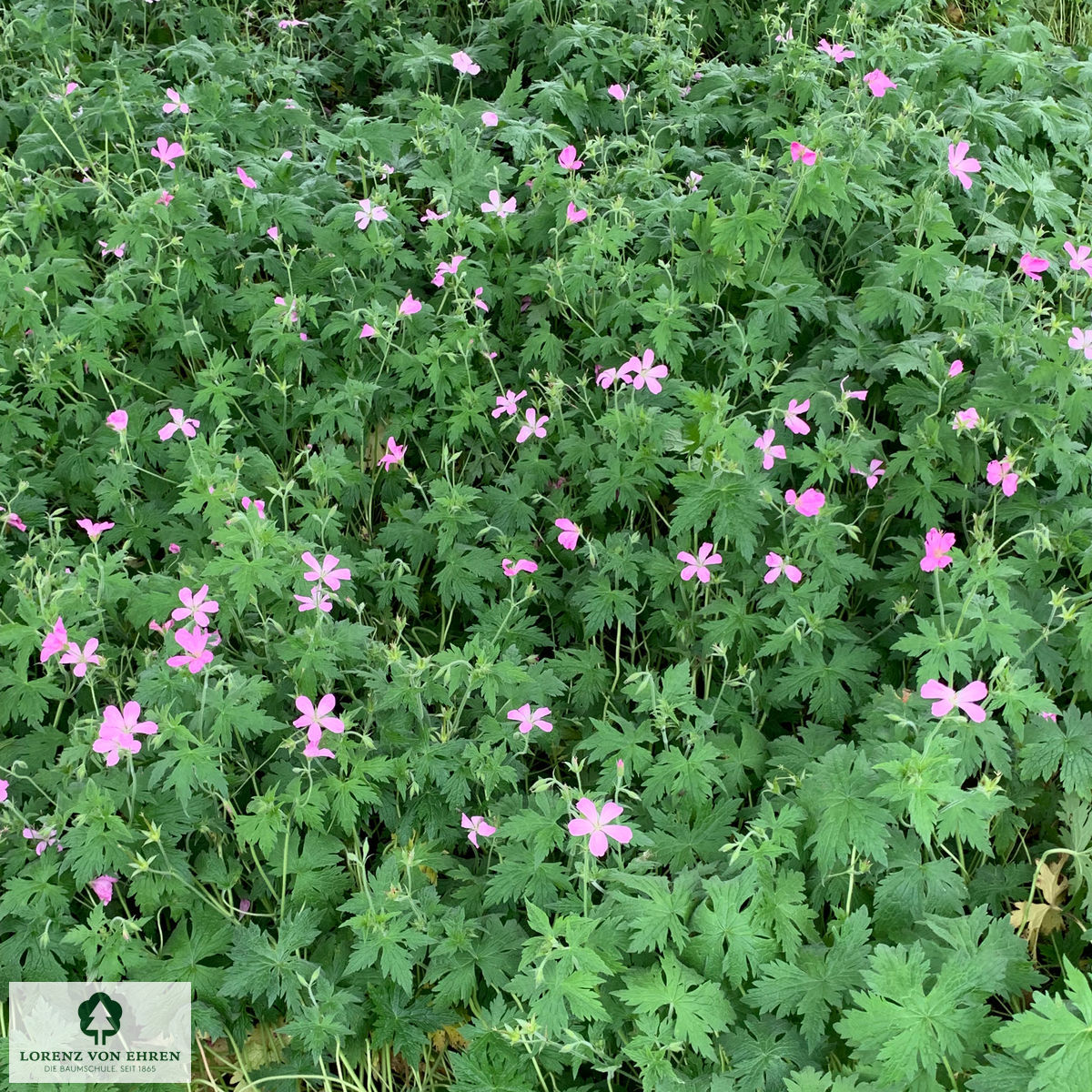 Geranium endressii