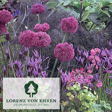 Allium aflatunense 'Purple Sensation'