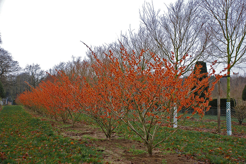 Blühende Hamamelis intermedia Feuerzauber Rot blühende Zaubernuss