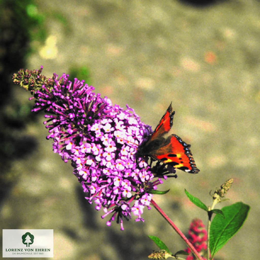 Buddleja davidii 'Dart's Papillon Blue'