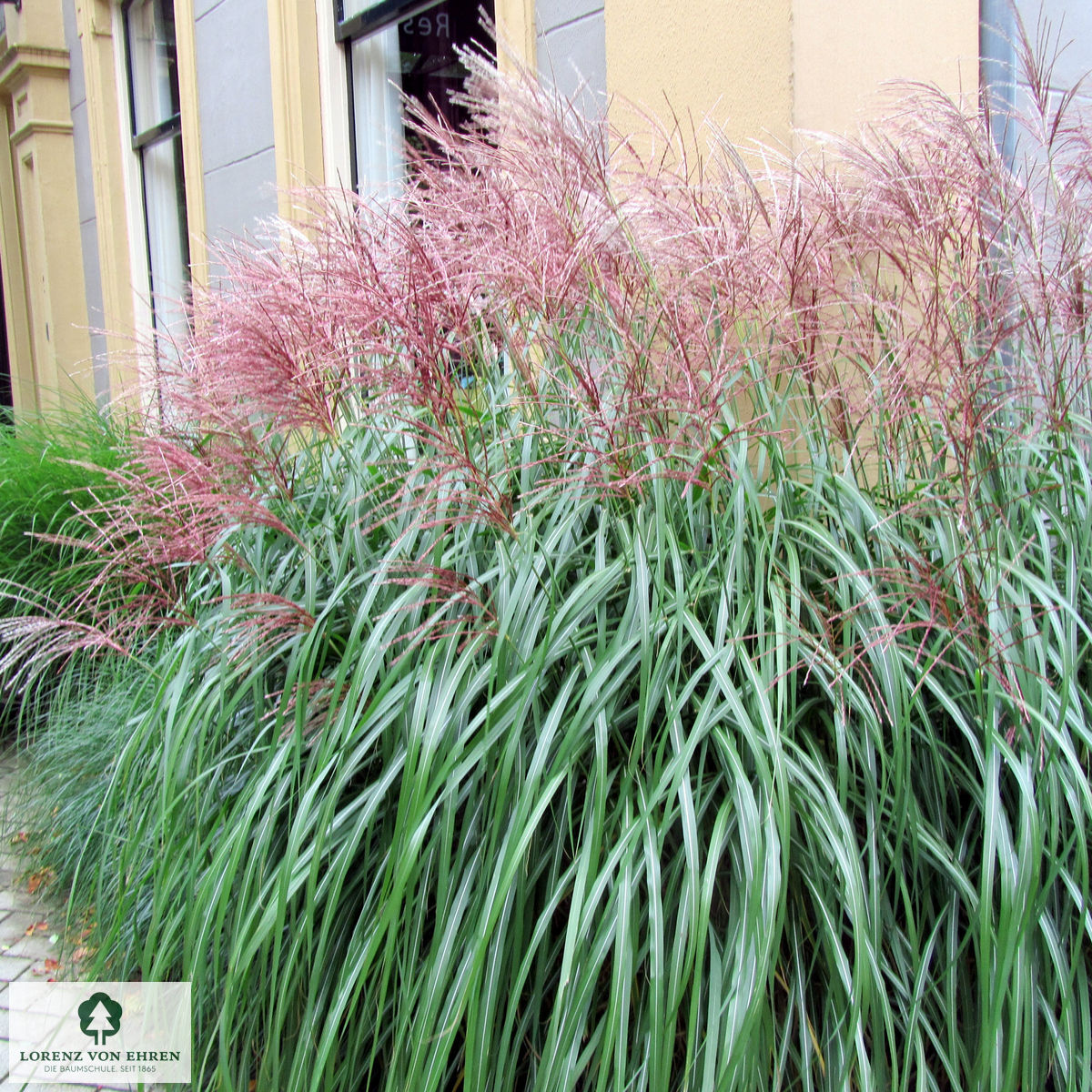 Miscanthus sinensis 'Malepartus'